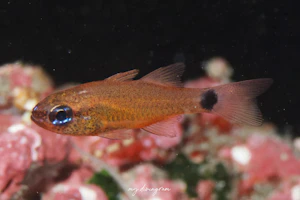 コンゴウテンジクダイ