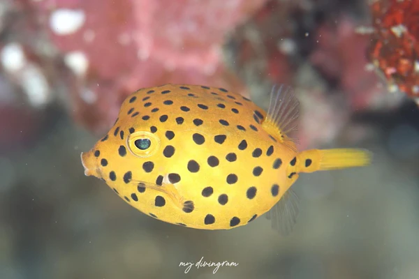 ミナミハコフグ