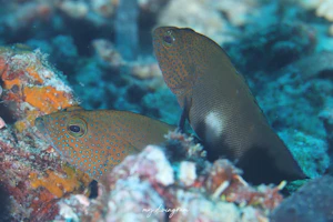 フレックルドハインド