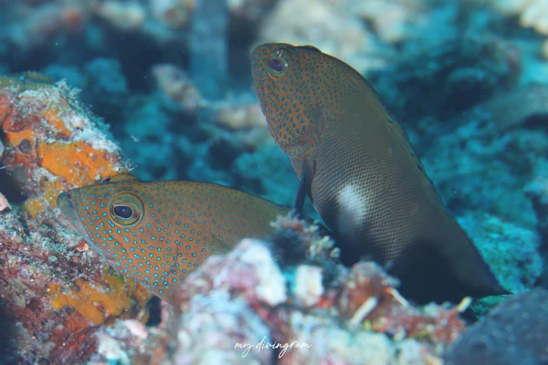 フレックルドハインド