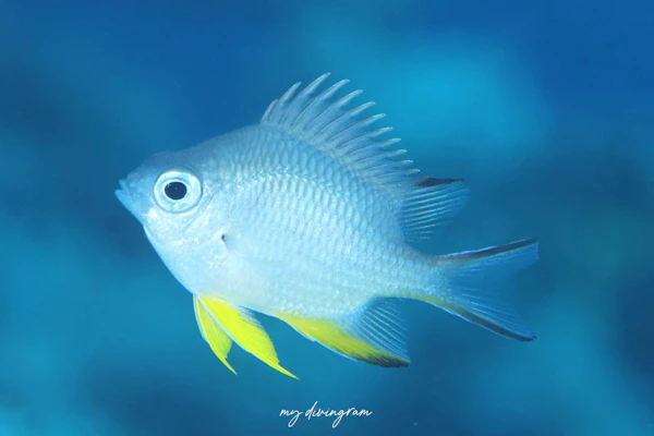 ナミスズメダイ