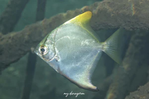 ヒメツバメウオ