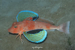 トゲカナガシラ