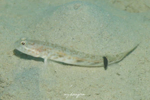 オニハゼ属の1種-7