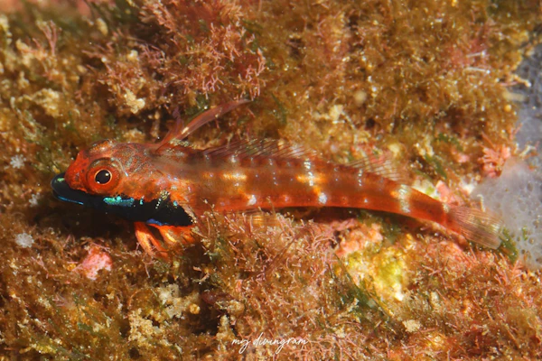 ナミダクロマスク