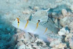 ニチリンダテハゼ