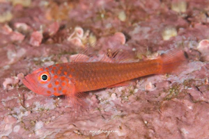 エリホシベニハゼ