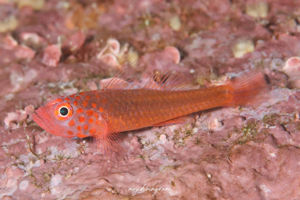 エリホシベニハゼ