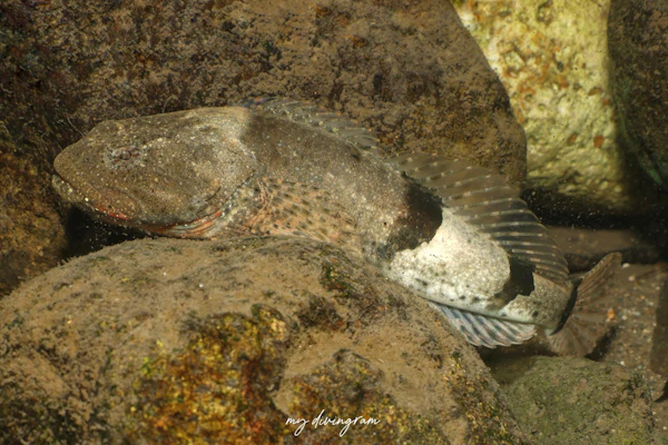 カマキリ (アユカケ)