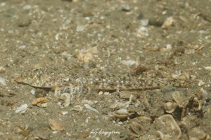 イトヒキヌメリ