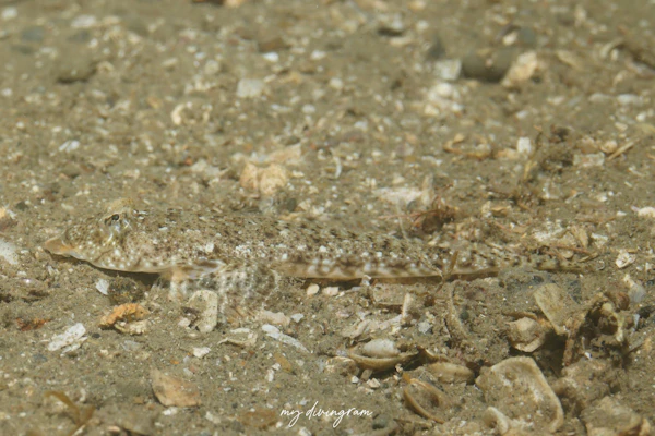 イトヒキヌメリ