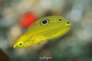 コガネキュウセン