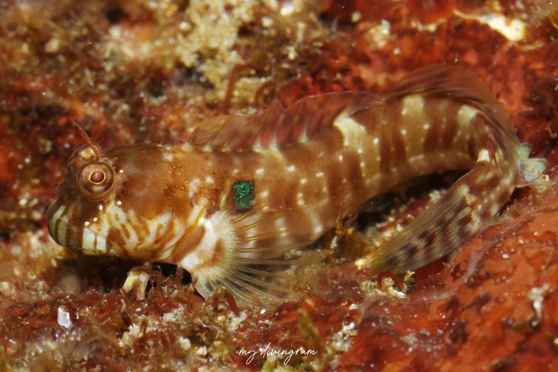 アオモンギンポ