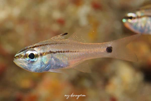 ムナホシイシモチ