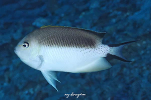 ミズタマヤッコ×トサヤッコ