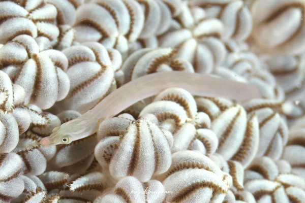 Siokunichthys属の1種