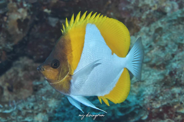 カスミチョウチョウウオ