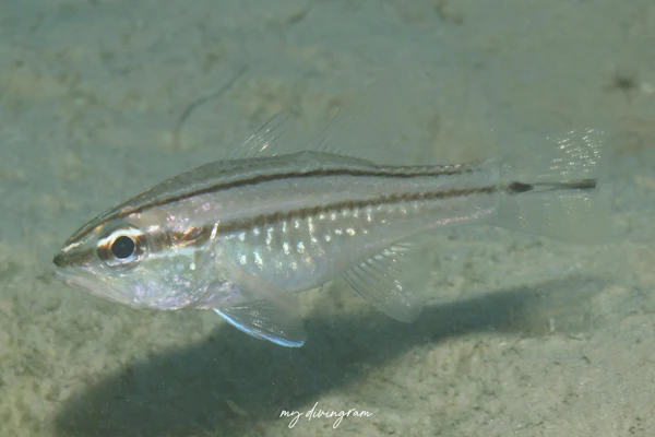 フウライイシモチ