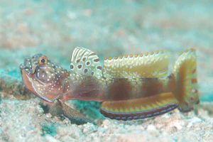 メタリックシュリンプゴビー