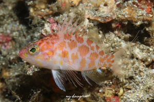 ニシキハナダイ