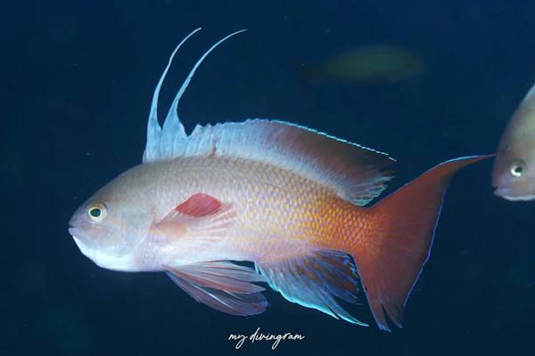 キンギョハナダイ