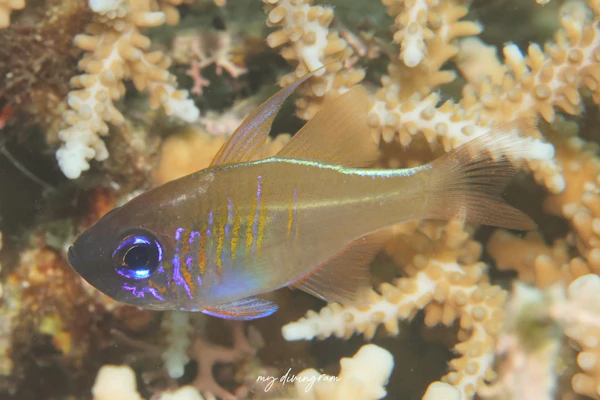 イトヒキテンジクダイ