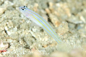 イエローライナーズシュリンプゴビー