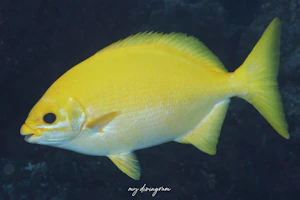 ミナミイスズミ