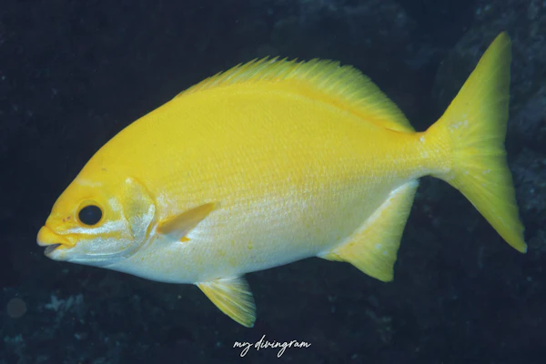 ミナミイスズミ