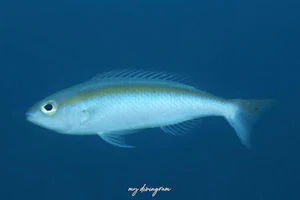 イトタマガシラ