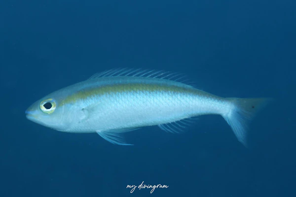 イトタマガシラ