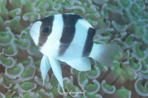 ミスジスズメダイ