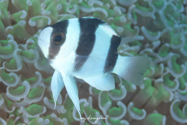 ミスジスズメダイ