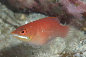 ヒメニセモチノウオ