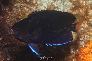 チャイロヤッコ