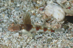 オニハゼ属未同定種