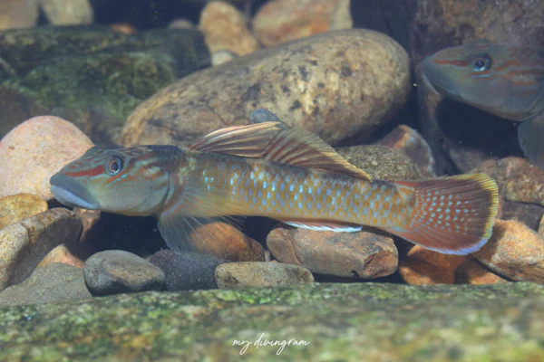 クロヨシノボリ