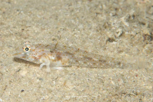 セスジサンカクハゼ