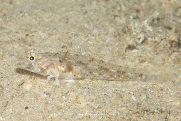 セスジサンカクハゼ