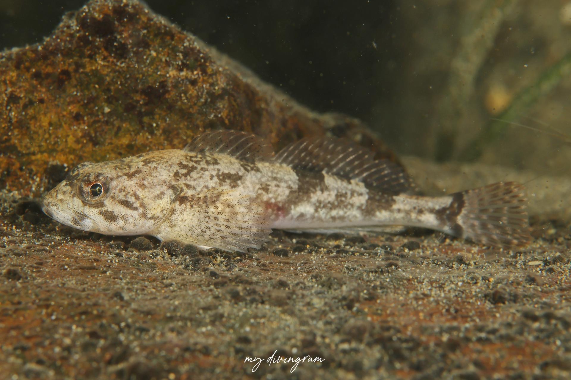 ウツセミカジカ | 僕らむの魚図鑑