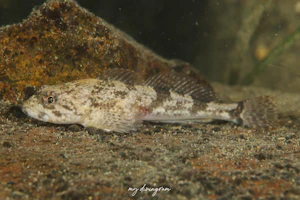 ウツセミカジカ