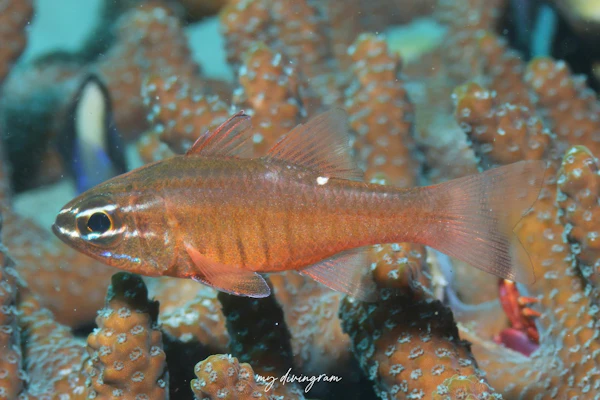 セホシテンジクダイ