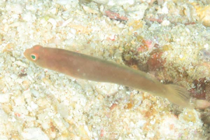 カメレオンタナバタメギス