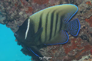 ロクセンヤッコ