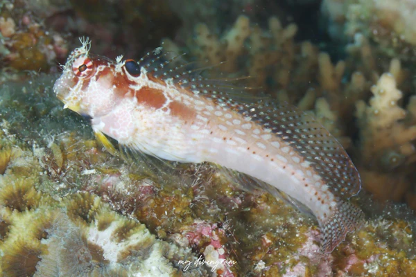 エリグロギンポ