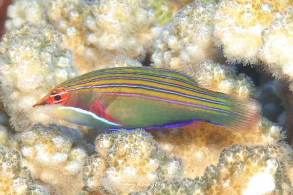 ヨスジニセモチノウオ