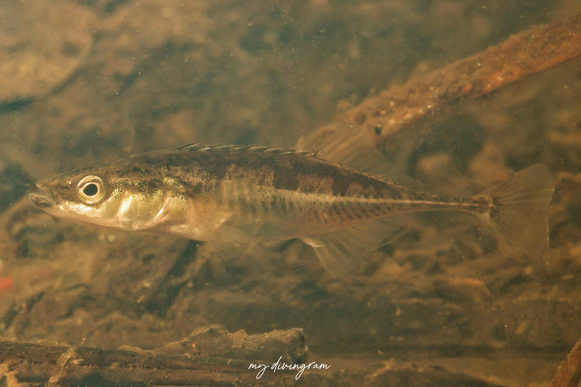 トミヨ属淡水型