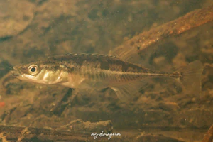 トミヨ属淡水型