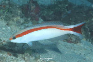 アカオビサンゴアマダイ