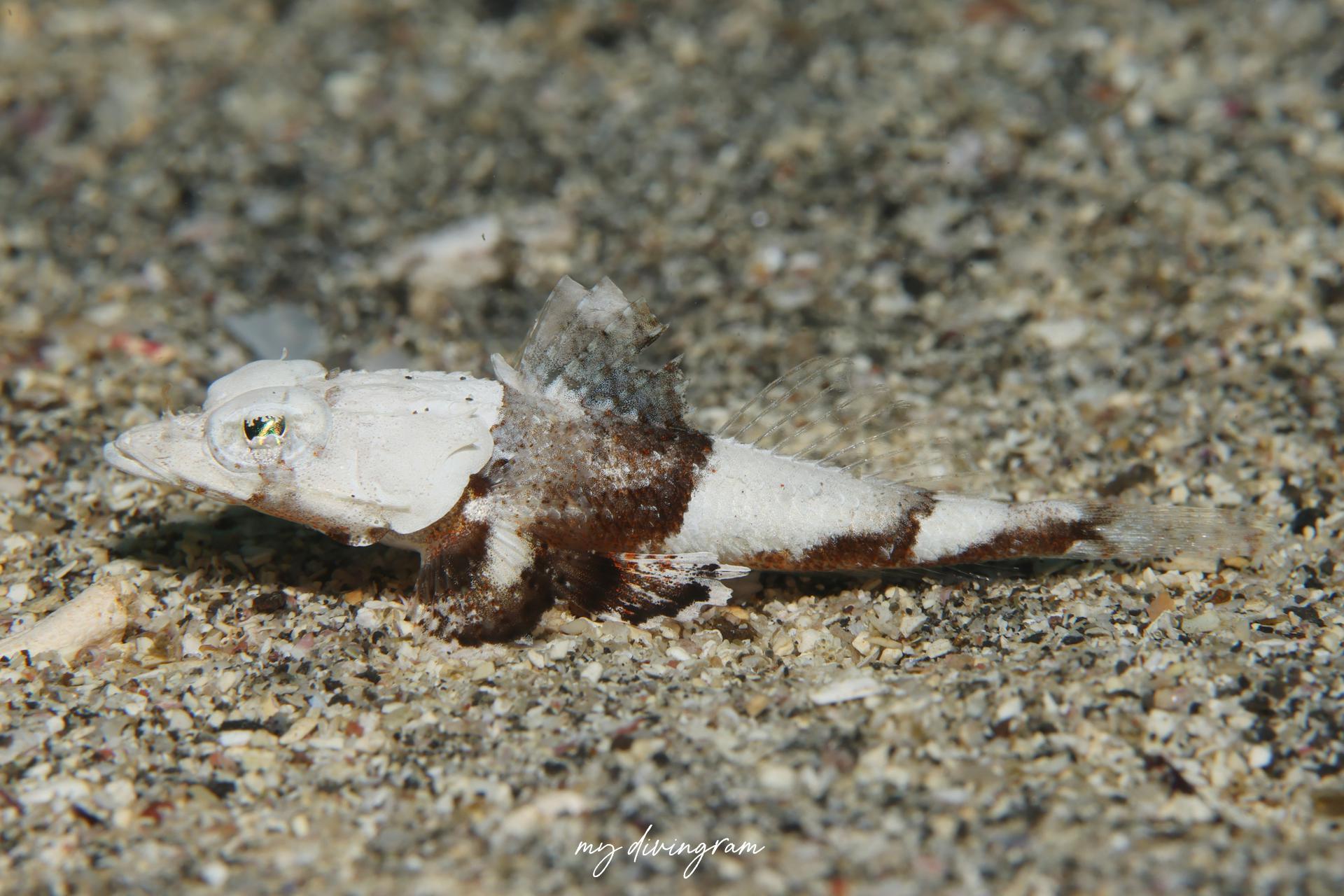 ナメラオニゴチ